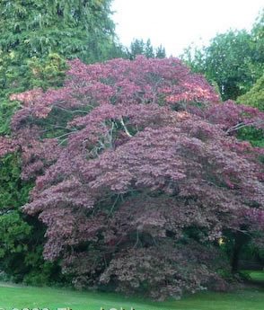 Acer palmatum f. atropurpureum